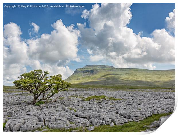 White Scars and Ingleborough Print by Reg K Atkinson