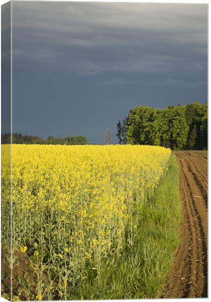 rapeseed field with storm clouds in background, Br Canvas Print by Ian Middleton