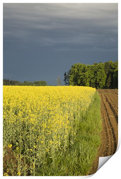 rapeseed field with storm clouds in background, Br Print by Ian Middleton