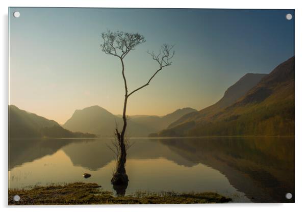 The lone tree Acrylic by louise wilson