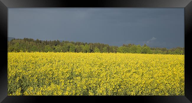 rapeseed field with storm clouds in background, Br Framed Print by Ian Middleton