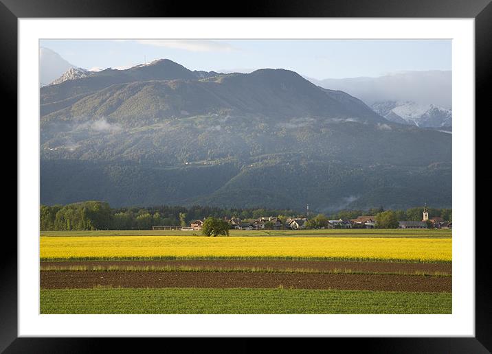 rapeseed field in Brnik with Kamnik Alps and Krvav Framed Mounted Print by Ian Middleton