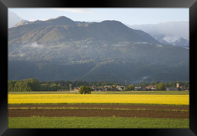 rapeseed field in Brnik with Kamnik Alps and Krvav Framed Print by Ian Middleton