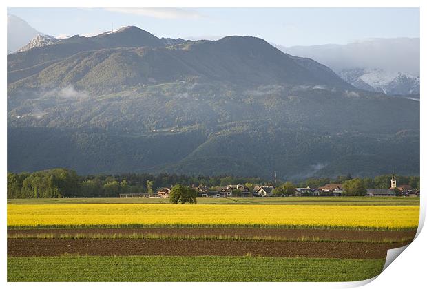 rapeseed field in Brnik with Kamnik Alps and Krvav Print by Ian Middleton
