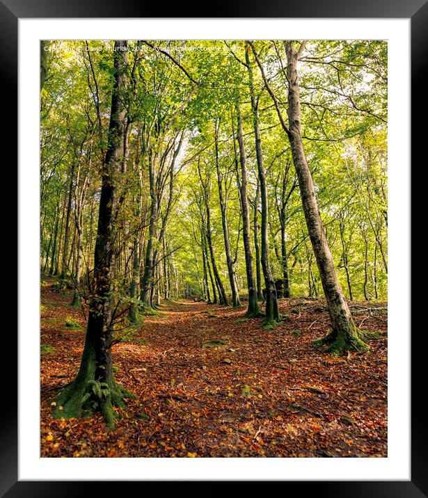 Forest Road Framed Mounted Print by David Thurlow