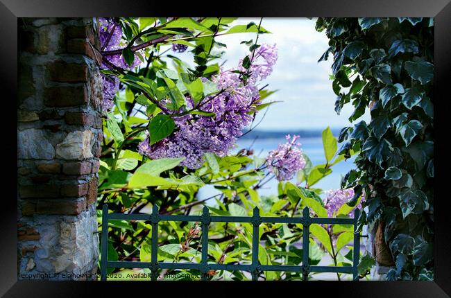  Spring Lilacs by the Ocean Framed Print by Elaine Manley