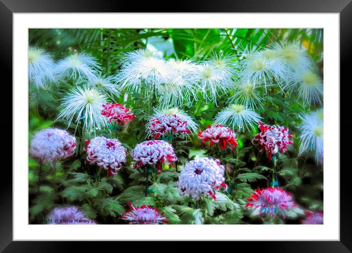 Chrysanthemums on Parade Framed Mounted Print by Elaine Manley