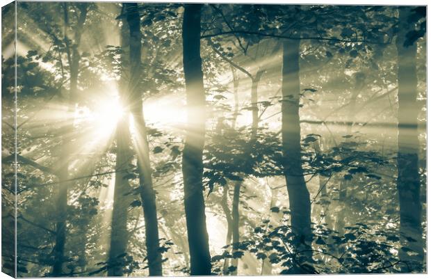 Sunbeams in a misty woodland Canvas Print by Andrew Kearton