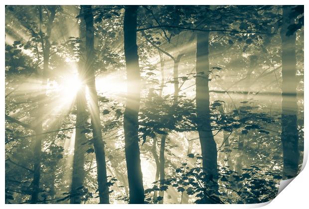 Sunbeams in a misty woodland Print by Andrew Kearton