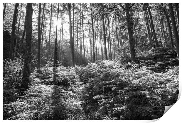 Morning light in Erncroft Woods Print by Andrew Kearton