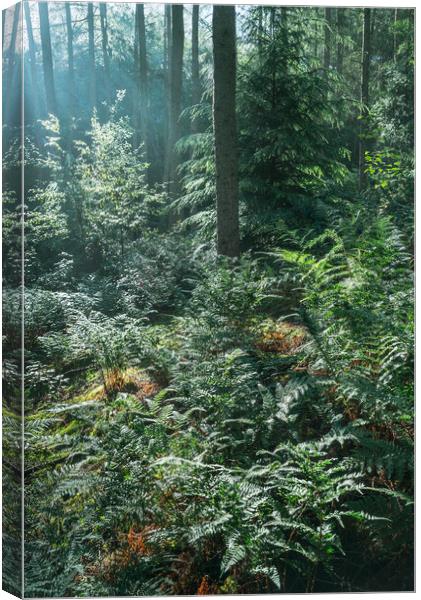 Morning sunlight in the green forest Canvas Print by Andrew Kearton