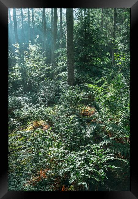 Morning sunlight in the green forest Framed Print by Andrew Kearton