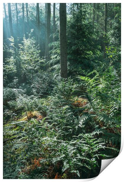 Morning sunlight in the green forest Print by Andrew Kearton