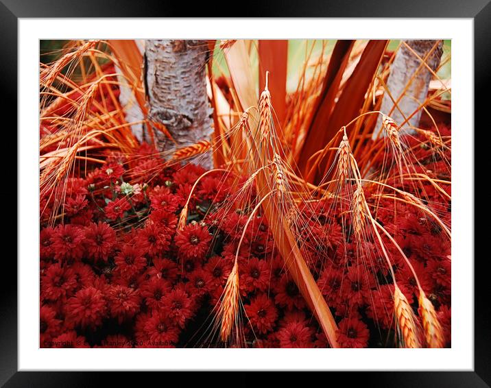 Autumn Colours   misc  Framed Mounted Print by Elaine Manley