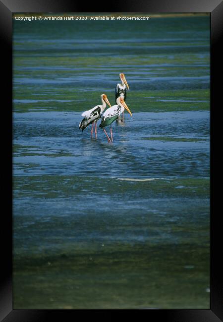 Trio of birds in Sri Lanka Framed Print by Amanda Hart