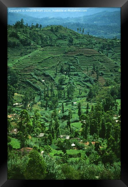 Terraced landscape in the hills of Sri Lanka Framed Print by Amanda Hart