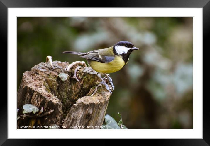 Great tit. Framed Mounted Print by Christopher Keeley