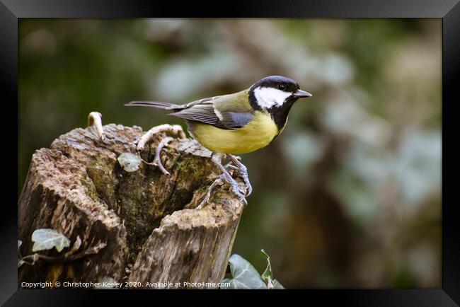 Great tit. Framed Print by Christopher Keeley