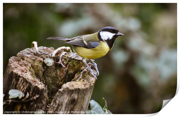 Great tit. Print by Christopher Keeley