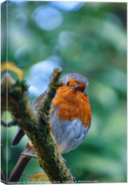 Robin redbreast  Canvas Print by Christopher Keeley