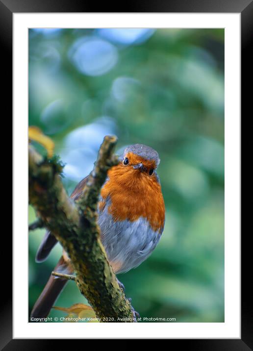 Robin redbreast  Framed Mounted Print by Christopher Keeley