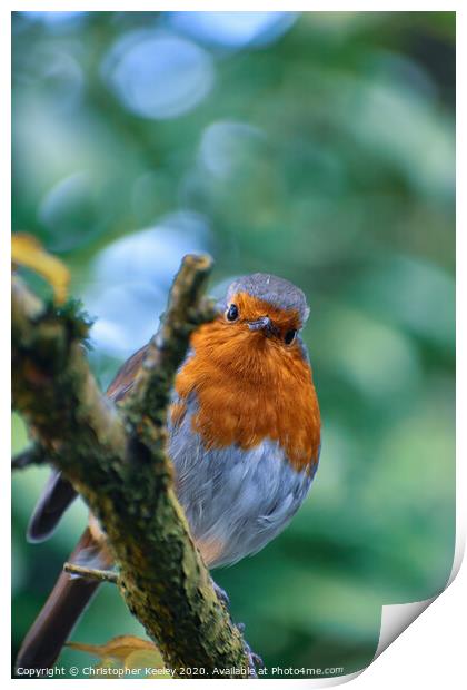 Robin redbreast  Print by Christopher Keeley