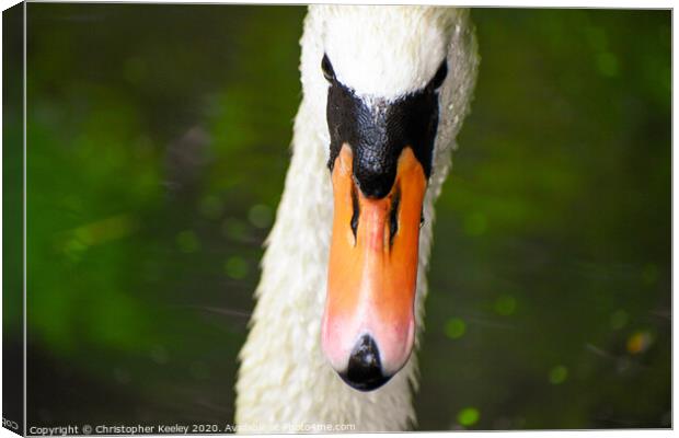 Mute swan  Canvas Print by Christopher Keeley