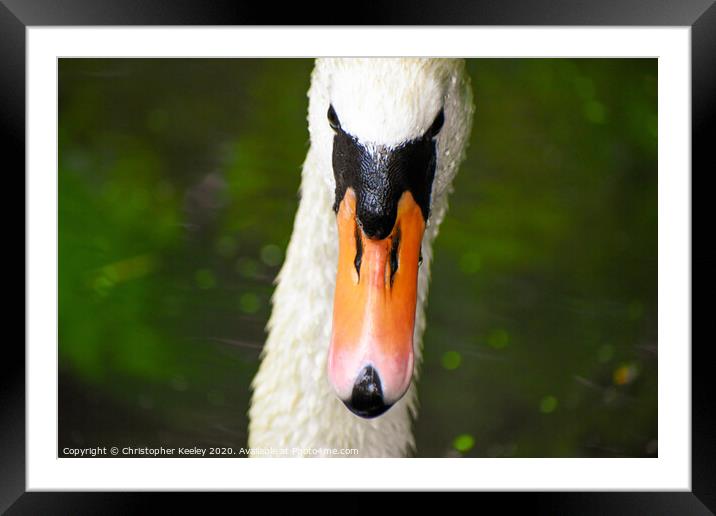 Mute swan  Framed Mounted Print by Christopher Keeley