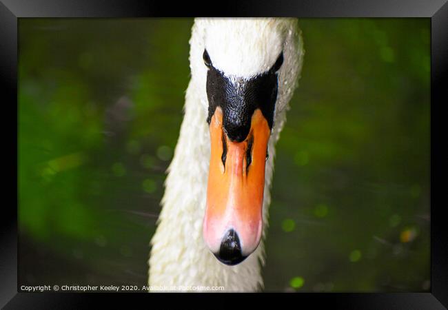 Mute swan  Framed Print by Christopher Keeley