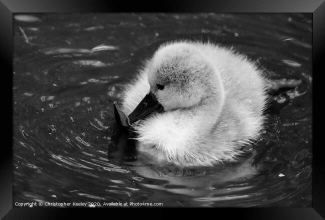 Baby swan Framed Print by Christopher Keeley