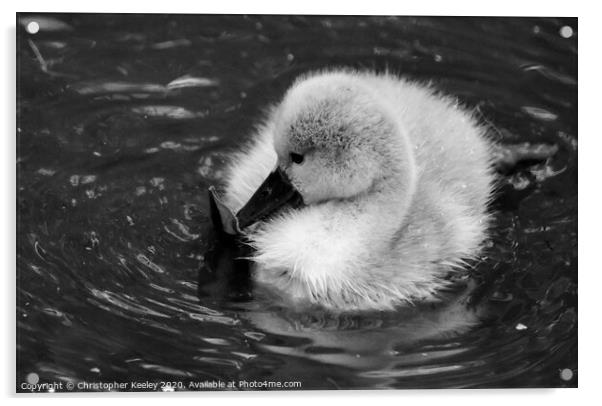 Baby swan Acrylic by Christopher Keeley