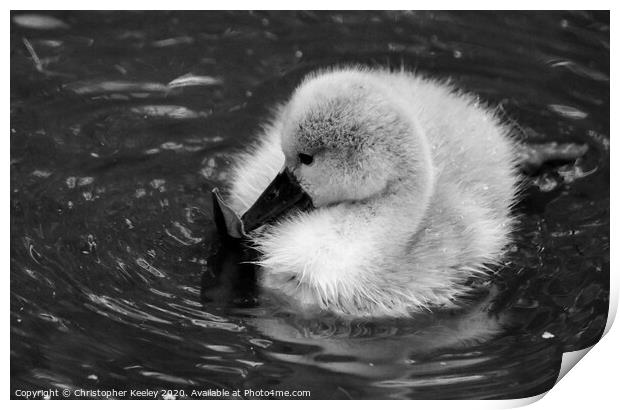Baby swan Print by Christopher Keeley