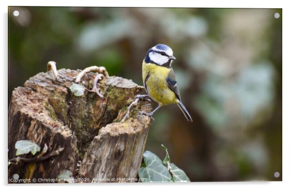 Blue tit Acrylic by Christopher Keeley