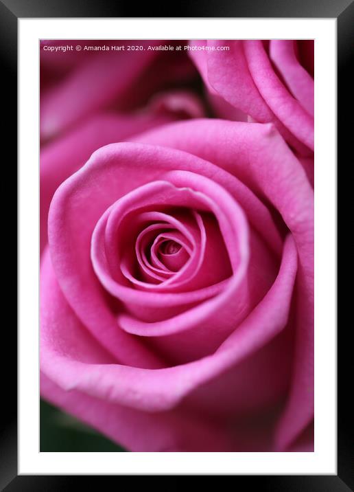 Pink Rose Framed Mounted Print by Amanda Hart
