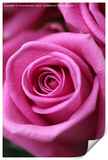 Pink Rose Print by Amanda Hart
