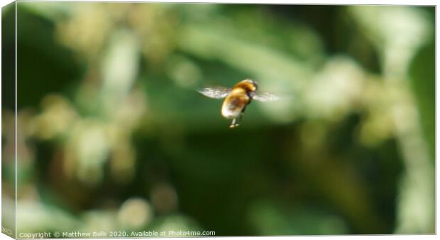 A close of a bee in flight Canvas Print by Matthew Balls