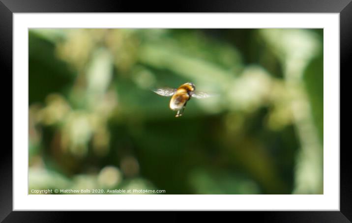 A close of a bee in flight Framed Mounted Print by Matthew Balls