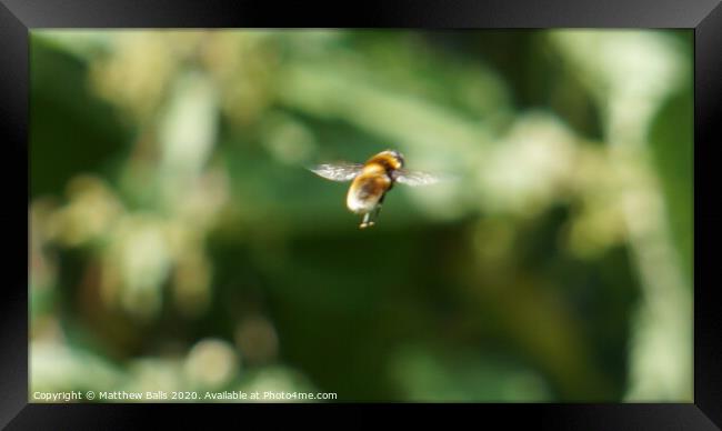 A close of a bee in flight Framed Print by Matthew Balls