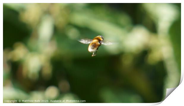 A close of a bee in flight Print by Matthew Balls