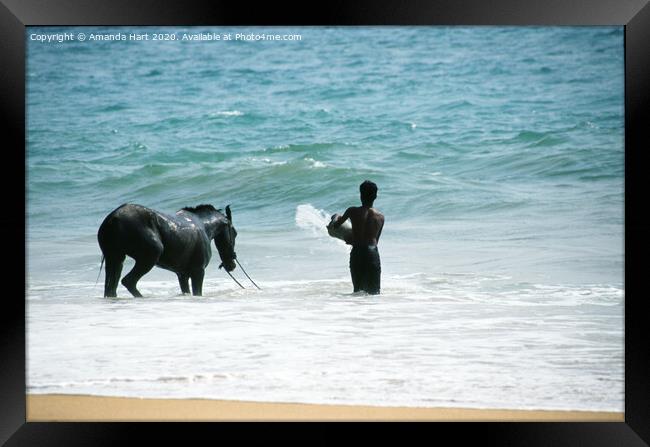 Cooling off at the end of the day, Sri Lanka  Framed Print by Amanda Hart