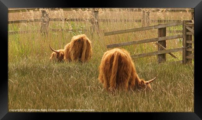 Highland cows eating grass Framed Print by Matthew Balls