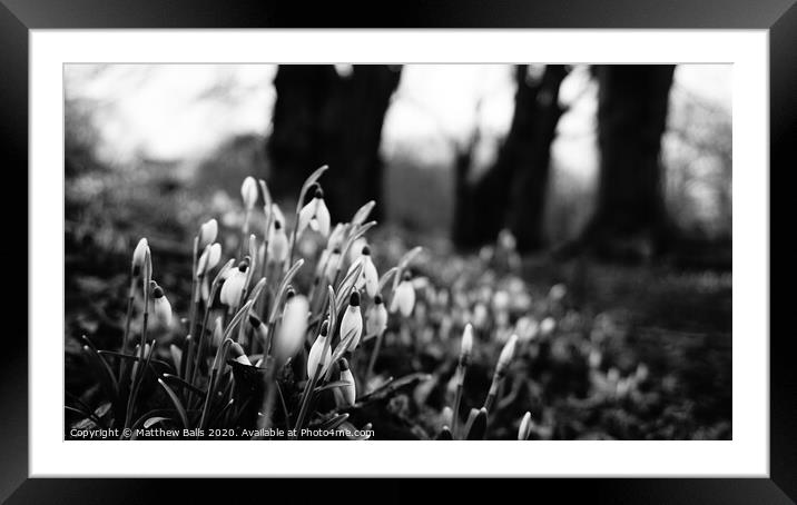 Black and white snow drops Framed Mounted Print by Matthew Balls
