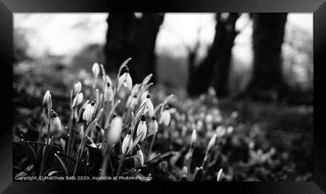 Black and white snow drops Framed Print by Matthew Balls