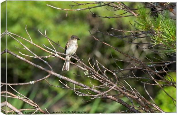 Alder Flycatcher, Norway, Maine Canvas Print by Steven Ralser