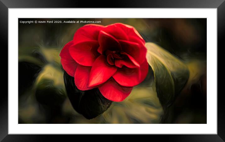 Single Red Camelia Framed Mounted Print by Kevin Ford