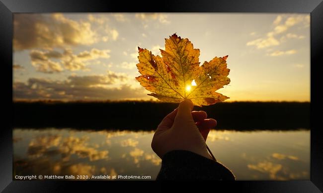 sunset leaf Framed Print by Matthew Balls