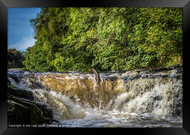 Salmon leaping Framed Print by kevin cook