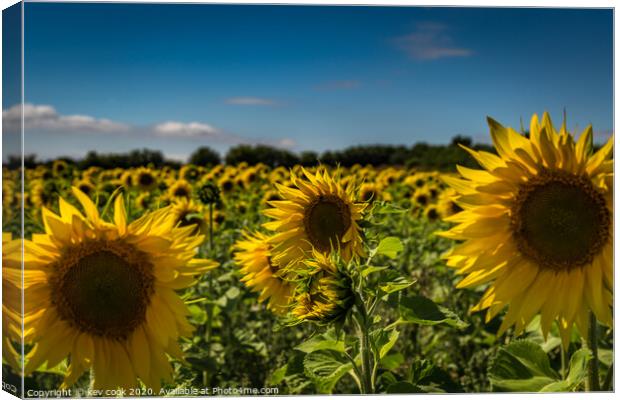 Yorkshire Sunflowers Canvas Print by kevin cook