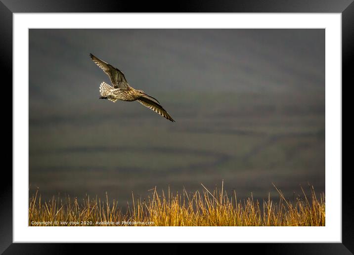 Autumn Curlew Framed Mounted Print by kevin cook