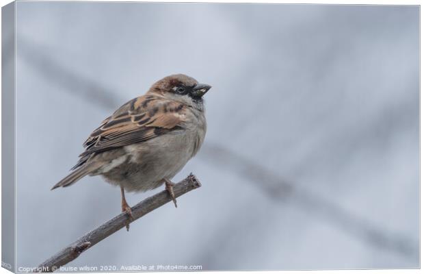 bird on a branch Canvas Print by louise wilson